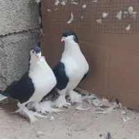 کبوتر لاهور