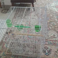 فنچ قفس کاسکویی|پرنده|مشهد, فدک|دیوار