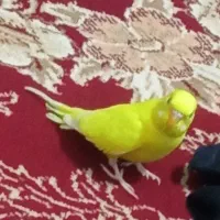 مرغ عشق زرد
