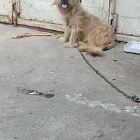 فروش سگ|سگ|آستانه اشرفیه, |دیوار