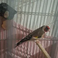 سهره بروجردی