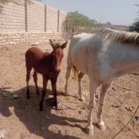 اسب مادیان ارام|اسب و تجهیزات اسب‌سواری|قشم, |دیوار