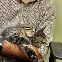 واگذاری گربه|گربه|بیرجند, |دیوار