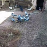 کفتر|پرنده|زیرکوه, |دیوار