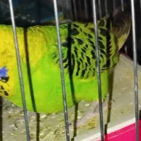 فنچ مولد و تخم گذار و مرغ عشق انگلیسی اصل|پرنده|کرمان, |دیوار