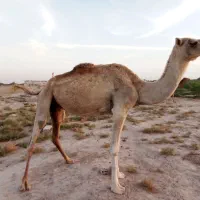 شتر ماده|حیوانات مزرعه|میناب, |دیوار