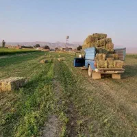 یونجه درجه یک|حیوانات مزرعه|دورود, |دیوار