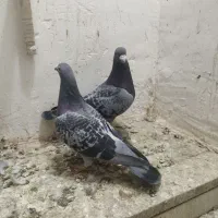 کفتر پلاکی|پرنده|زرند, |دیوار