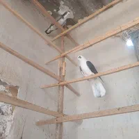 کبوتر طاقی|پرنده|آران و بیدگل, |دیوار