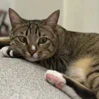 واگذاری گربه