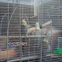 فروش یک جفت عروس هلندی سخنگو