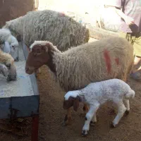 گوسفندابستن مطافیل بره بز|حیوانات مزرعه|اهواز, پردیس|دیوار