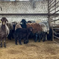 میش و بره و تقلی آبستن