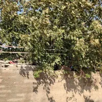 گاوداری ۴هزار متری به همراه باغ۶هزار متری|فروش دفتر صنعتی، کشاورزی، تجاری|ایوان, |دیوار