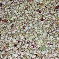 لوبیا چیتی فروشی