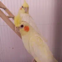 عروس هلندی