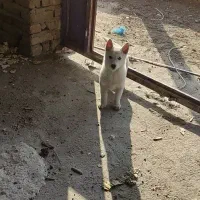 توله پاکوتاه|سگ|بناب, |دیوار