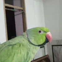 طوطی ملنگو نر