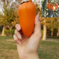 خرمالو موزی نهال ، درخت ،نهالستان در مشهد