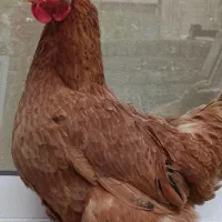 مرغ خروس پاپر و کاکلی گلین