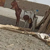 فروش بز ماده شیری