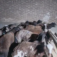 قوچ هترو میش کاور هترو