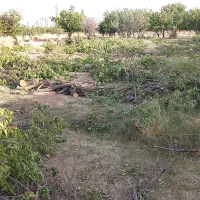 قطع و هرس درخت با اره موتوری