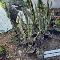 گل آپارتمانی|گل و گیاه طبیعی|اردبیل, |دیوار