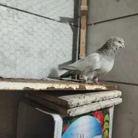 نرو ماده سینه