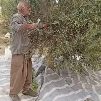 100 نفر کارگر برای باغ زیتون