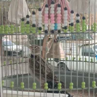 سهره خاکی بخون