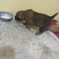 سرابی|سگ|اسفراین, |دیوار