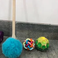 گربه|گربه|کرمانشاه, |دیوار