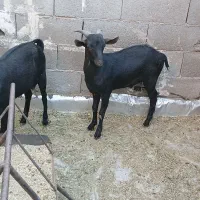 بز مورسیاه|حیوانات مزرعه|بندر ماهشهر, |دیوار