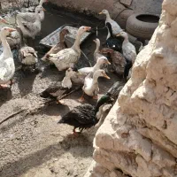 بوقلمون و اردک فروشی|حیوانات مزرعه|زابل, |دیوار