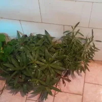 گل سوسن. سانسورها.گهواره موسی. آگلونما. پتوس|گل و گیاه طبیعی|یزد, |دیوار