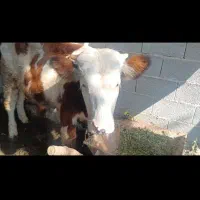 گوساله نر سیمینتال خالص