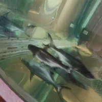 دوعدد ماهی پنکوسی ۱۵سانت