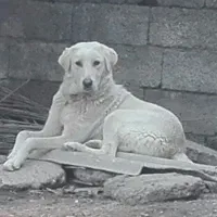 حیوانات اهلی