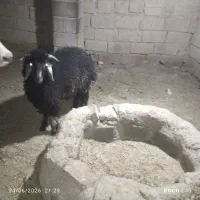 شادگان مسیر جفال