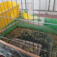 مرغ عشق روستای زراقلی|پرنده|رامهرمز, |دیوار