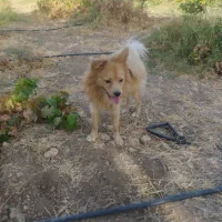 سگ موکا جذاب|سگ|سرپل ذهاب, |دیوار