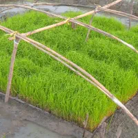 نشاء برنج هاشمی بسیار باکیفیت