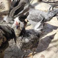 جوجه مرغ گلین لری طوسی و برهما