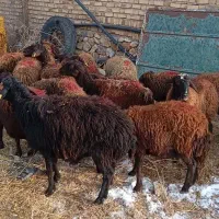 میش قزل افشار،گوسفند،شیشک،بره
