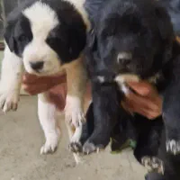 واگذاری توله سگ قدرجونی|سگ|خمینیشهر, |دیوار