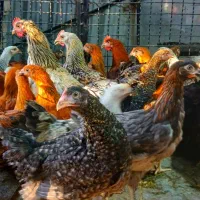 جوجه مرغ تخمگذار گلپایگانی