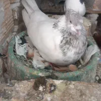 کفتر کله الماسی