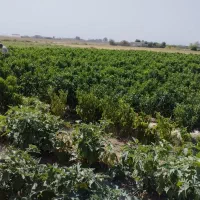 فروش زمین، باغ، باغچه