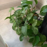 گلهای  خانگی